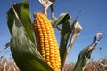 Autumn Corn / Bio-Fuel Royalty Free Stock Photo