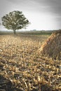 Autumn corn field Royalty Free Stock Photo