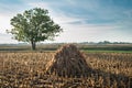 Autumn corn field Royalty Free Stock Photo