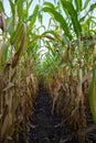 autumn corn field. Plants grow in rows. Corn harvest