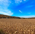 Autumn Corn field in Pocono Mountains .