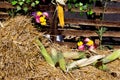 Autumn corn harvest