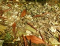 Autumn corner with dried leaves on the ground