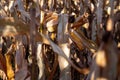 Autumn cornfield background yellow corn cob kernels silk husks stalks Royalty Free Stock Photo