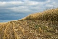 Autumn cornfield with stubble and ripe corn for grain on a hillside in the harvest season under a cloudy blue sky. shot from below