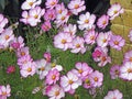 Autumn cosmos flowers Royalty Free Stock Photo