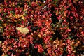 Autumn Cotoneaster horizontalis branches with red leaves, berries and single oak leaf Royalty Free Stock Photo