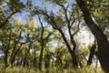 Autumn Cottonwood trees Alberta Canada Royalty Free Stock Photo