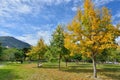 Autumn color. Royalty Free Stock Photo