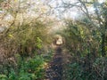 Autumn country pathway hedge holloway no people path countryside Royalty Free Stock Photo