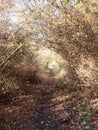 Autumn country pathway hedge holloway no people path countryside Royalty Free Stock Photo