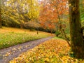 Autumn on the country road Royalty Free Stock Photo