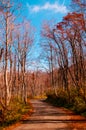 Autumn country road in Yamagata Royalty Free Stock Photo