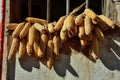 The sun-dry clusters of corn hang outside of the window Royalty Free Stock Photo