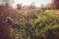 Autumn countryside landscape with tall grass and country road Royalty Free Stock Photo