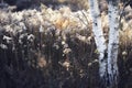 Autumn countryside landscape with tall reed grass and birch tree