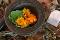 October Healing Plants Herbalism, Tea Bag Naturopathy, Flowers Herbs, Dried Flowers, Medicinal, Holistic Still Life, Floral