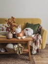 Autumn cozy style living room - yellow sofa with pillows and blankets, wooden oak bench with autumn flowers, pumpkins and ginger Royalty Free Stock Photo