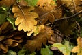 Autumn creative composition with beautiful autumn leaves.