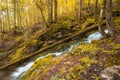 Autumnal forest, rocks covered with moss, fallen leaves. Mountain river with waterfalls at autumn times Royalty Free Stock Photo