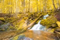 Autumnal forest, rocks covered with moss, fallen leaves. Mountain river with waterfalls at autumn times Royalty Free Stock Photo