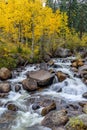Autumn Creek at Guanella Pass Scenic Byway - Vertical Royalty Free Stock Photo