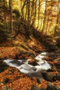 Autumn creek woods with yellow trees foliage and rocks in forest mountain Royalty Free Stock Photo