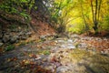Autumn creek woods with yellow trees foliage and rocks in forest Royalty Free Stock Photo