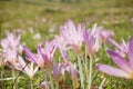 Autumn crocus