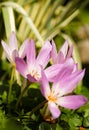 Autumn crocus (Colchicum autumnale) Royalty Free Stock Photo