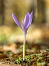 Autumn crocus or Colchicum autumnale flower Royalty Free Stock Photo