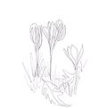 autumn crocus ,Colchicum autumnale ,meadow saffron flowers graphic black and white botanical sketch