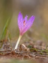 Autumn crocus flower Royalty Free Stock Photo