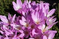 Autumn crocus in the meadow Royalty Free Stock Photo