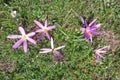 Autumn crocus of the Pyrenees Royalty Free Stock Photo