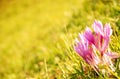 Autumn crocuses