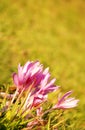 Autumn crocuses Royalty Free Stock Photo