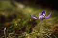 Autumn crocuses on mountain pasture Royalty Free Stock Photo