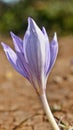 Autumn crocuses in the Northern black sea region