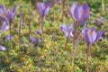 Autumn. Crocuses on the sun-drenched meadow