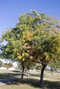 Crown of Honey locust tree also known as Gleditsia triacanthos in Autumn Royalty Free Stock Photo