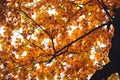 Autumn crown of the tree, the view from the bottom up. Yellow and orange oak leaves and branches background Royalty Free Stock Photo