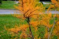 Autumn cultivation of tamarisks in the park with a lawn. the fine acicular leaves turned orange and yellow Royalty Free Stock Photo