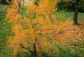 Autumn cultivation of tamarisks in the park with a lawn. the fine acicular leaves turned orange and yellow