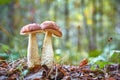 Autumn cute scene - twins mushrooms growing together Royalty Free Stock Photo