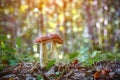 Autumn cute scene - twins mushrooms growing together Royalty Free Stock Photo