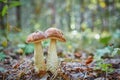 Autumn cute scene - twins mushrooms growing together Royalty Free Stock Photo