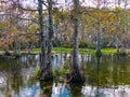 autumn cypress swamp landscape Royalty Free Stock Photo