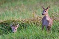Couple of white tailed Capreolus capreolus european roe deer just noticed photographer on a field.