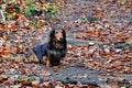 Autumn dachshund dog